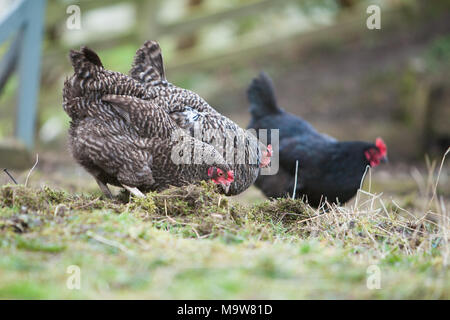 Three hens pecking and scratching for food on rough ground in the garden Stock Photo