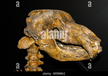 Skull of cave bear (Ursus spelaeus) in museum (Krakow, Poland) Stock Photo