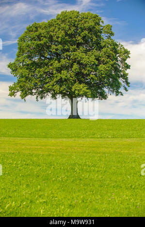 single big oak tree in field with perfect treetop Stock Photo