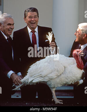 Washington DC., USA, November 16, 1984 President Ronald Reagan pardons the thanksgiving turkey. Credit: Mark Reinstein/MediaPunch Stock Photo