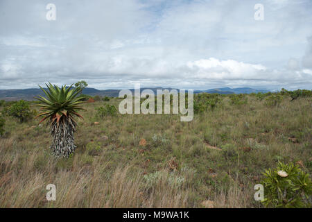Aloe and Protea growing wild in scrubland in the Kruger National Park, Mpumalanga, South Africa, near to the Mozambique border. Stock Photo