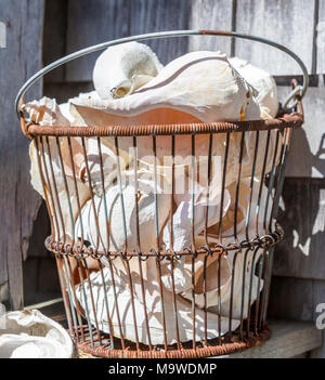 large wire basket holding assorted sea shells Stock Photo