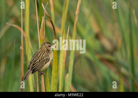 Baya Weaver (Ploceus philippinus) Female Resting In Its Habitat. Stock Photo