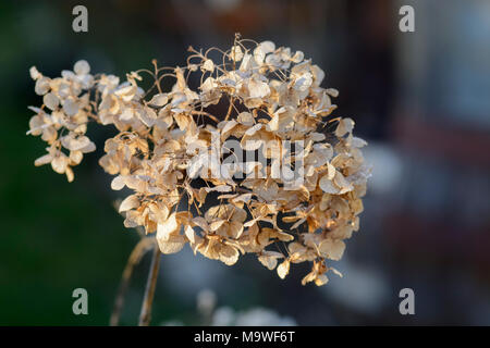 Close up of a dried hortensia against blurry background Stock Photo