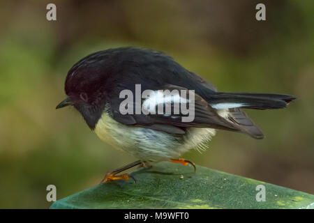 South Island Tomtit, Petroica macrocephala in Kahurangi National Park, South Island, New Zealand Stock Photo