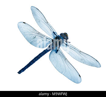 flatlay of beautiful blue dragonfly isolated on white background, high resolution Stock Photo