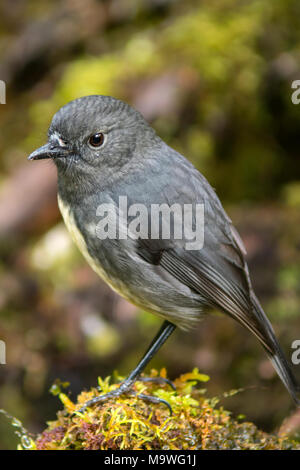 South Island Robin, Petroica australis in Kahurangi National Park, South Island, New Zealand Stock Photo