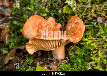 Paxillus involutus, Brown Roll-rim Fungus in Kahurangi National Park, South Island, New Zealand Stock Photo
