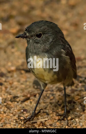 South Island Robin, Petroica australis in Kahurangi National Park, South Island, New Zealand Stock Photo