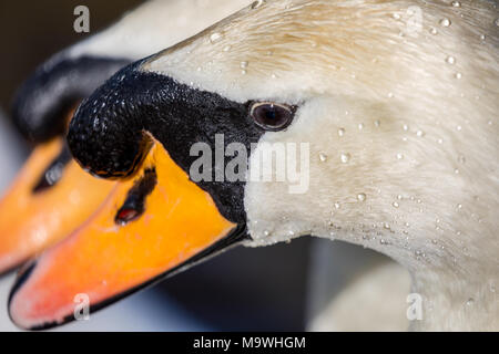 Mute Swan, (Cygnus olor), UK - close up of head with second swan head in background