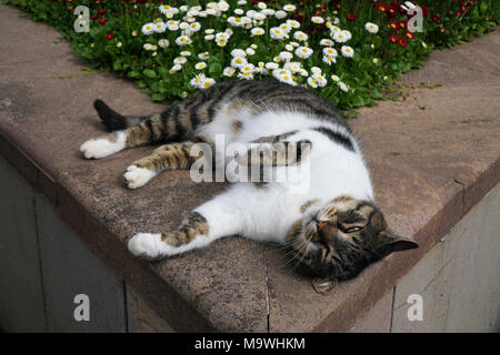 Cute white and tabby cat laying down beside the daisy flowers. Stock Photo