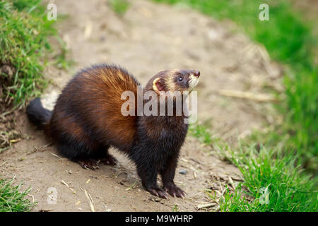 The European polecat – also known as the common ferret, black or forest polecat, or fitch – is a species of mustelid native to western Eurasia. Stock Photo