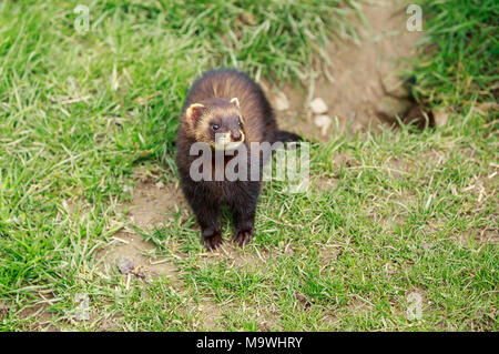 The European polecat – also known as the common ferret, black or forest polecat, or fitch – is a species of mustelid native to western Eurasia Stock Photo