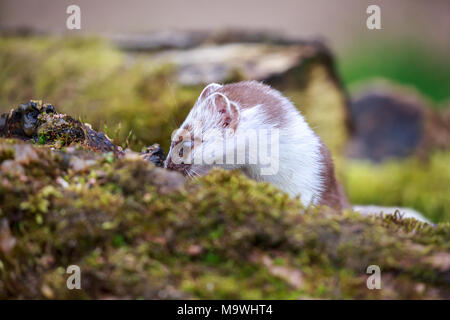 The stoat, also known as the short-tailed weasel or simply the weasel in Ireland where the least weasel does not occur, is a mammal. Stock Photo