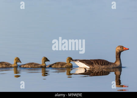 Greylag goose swimming with their young birds Stock Photo