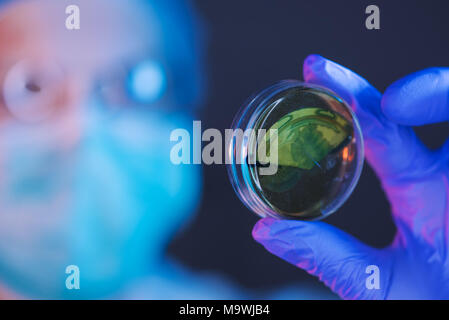 Female scientist analyzing growing bacterial cultures in petri dish in laboratory, science and microbiology background Stock Photo