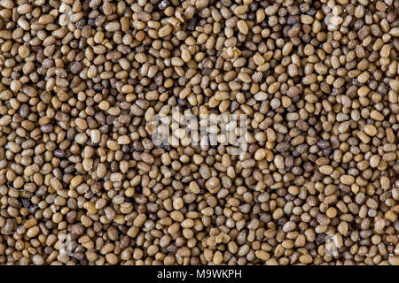 tobacco seed tobacco seeds close up (Nicotiana sp Stock Photo