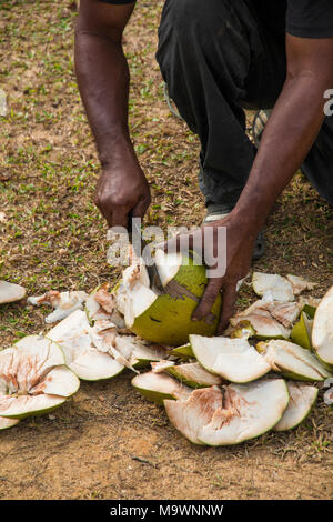 Close-up of a man who is opening a fresh coconut for drinking by chopping it with a parang. Taken on the 24th February 2018 in Terengganu, Malaysia. Stock Photo