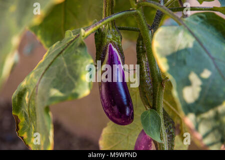 A close-up of a small purple eggplant (Solanum melongena) or aubergine, organically grown in a garden in Malaysia. Stock Photo