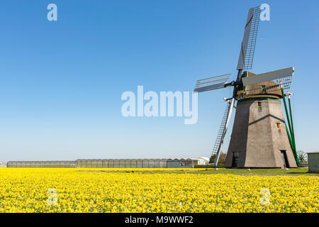 A windmill in a field of yellow daffodils on a bright blue sky near the village  Noordwijkerhout in the Netherlands. Stock Photo