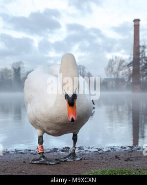 Kidderminster, UK. 29th March, 2018. UK weather: the early morning sunshine breaks through the clouds in Worcestershire. The blue skies are only just visible as a wet mist starts lifting from this wildlife pool. A mute swan emerges from the pool, taking a brief stroll before re-entering the misty water. A disused, tall chimney stack casts a long reflection across the still, calm pool. Credit: Lee Hudson/Alamy Live News Stock Photo