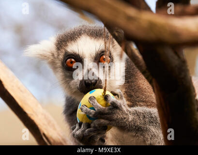 London, UK. 29th March, 2018. Easter egg treats for the Animals at ZSL London Zoo, Regents Park. 29th March 2018   Here the Lemurs were given easter treats. Credit: Thomas Bowles/Ģ����ý Live News Stock Photo