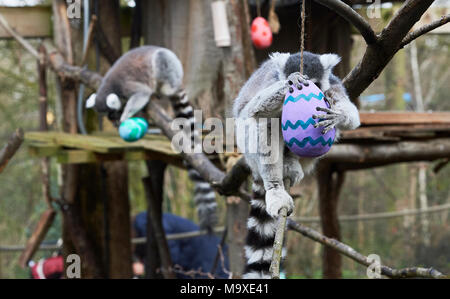 London, UK. 29th March, 2018. Easter egg treats for the Animals at ZSL London Zoo, Regents Park. 29th March 2018   Here the Lemurs were given easter treats. Credit: Thomas Bowles/Alamy Live News