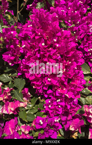 dh Bougainvillea FLOWERS SPAIN Purple red flowering Bougainvillea spectabilis bush Stock Photo