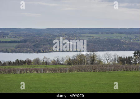 Wine vineyards being prepared for growing season in Finger Lakes wine region of New York Stock Photo