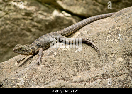 Detail of Australian water dragon in the natur.In Australia. Stock Photo