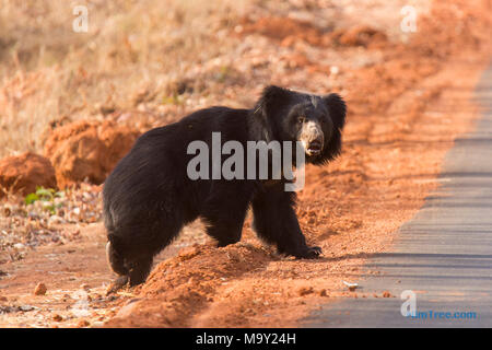 Sloth Bear - Melursus ursinus Stock Photo