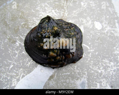 Monkeyface Mussel (Quadrula metanevra). Monkeyface Mussel (Quadrula metanevra) Stock Photo