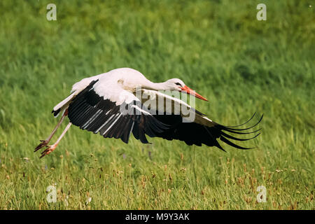 Adult European White Stork Taking Off From Green Summer Meadow In Belarus. Wild Field Bird In Sunny Day. Stock Photo