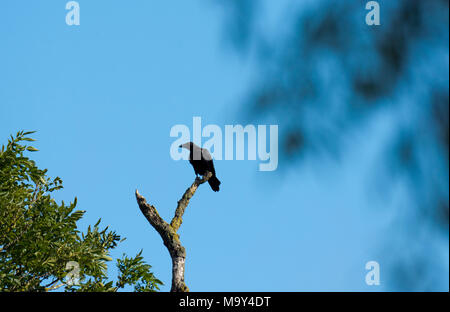 Juvenile Carrion Crow (Corvus corone) sitting on dead tree branch Stock Photo