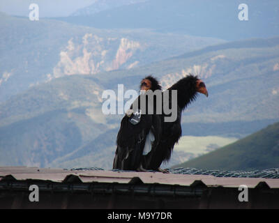 California condors #513 and #206. LOS PADRES NATIONAL FOREST (May 31, 2017) – For the third year in a row the public has the unique opportunity to get up-close-and-personal with a California condor chick through livestreaming video of a California condor nest. The chick, 50-days-old today, and its parents live in the remote mountains near Hopper Mountain National Wildlife Refuge (NWR) in Ventura County, California. Stock Photo