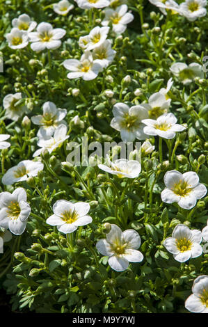 Clump forming Saxifraga 'Peter Pan White' coming into flower in early Spring. Stock Photo