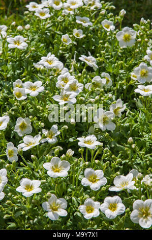 Clump of Saxifraga 'Peter Pan White' coming into flower in early Spring. Stock Photo