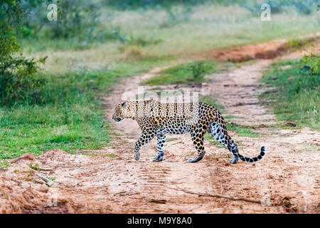 Female leopard (Panthera pardus) walking across a track looking back, Kumana National Park, Eastern Province, Sri Lanka Stock Photo
