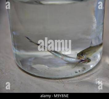 Delta Smelt. Delta smelt that are part of the U.S. Fish and Wildlife Service's refugio population at Livingston Stone National Fish Hatchery near Shasta Dam/Redding. Stock Photo