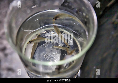 Delta Smelt. Delta smelt that are part of the U.S. Fish and Wildlife Service's refugio population at Livingston Stone National Fish Hatchery near Shasta Dam/Redding. Stock Photo