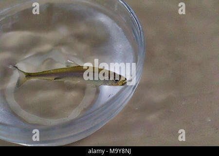 Delta Smelt. Delta smelt that are part of the U.S. Fish and Wildlife Service's refugio population at Livingston Stone National Fish Hatchery near Shasta Dam/Redding. Stock Photo