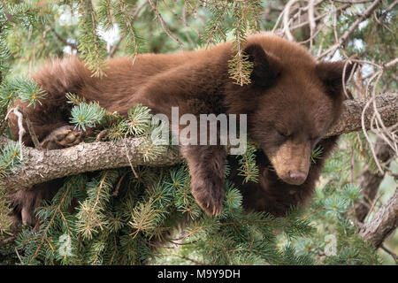 A single black bear cub (Ursus americanus) sleeping on a tree limb in the afternoon in Routt National Forest, Colorado. Stock Photo