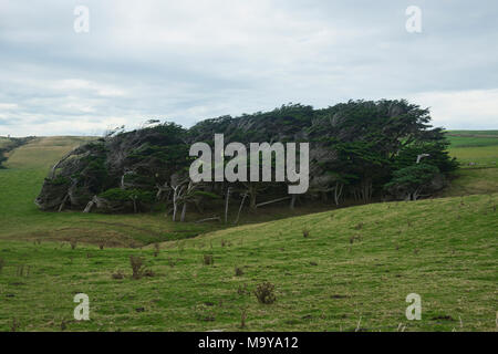 Windswept trees battered by Antarctic winds in the Roaring Forties, Slope Point, Catlins, New Zealand Stock Photo