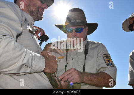 Light-footed Ridgway's rail banding and release at Batiquitos Lagoon. Eddie Owens (L) and Brian Collins (R) of the U.S. Fish and Wildlife Service band a light-footed clapper rail before release.  Light-footed Ridgway's rail is a federally endangered bird. Partners from U.S. Fish and Wildlife Service, California Department of Fish and Wildlife, the San Diego Zoo, SeaWorld, and Living Coast Discovery Center are helping the imperiled bird recover through a captive-breeding and release program. Today (09/28/17) we released 5 birds into the wild at Batiquitos Lagoon in Carlsbad, CA. Stock Photo