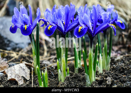 Iris reticulata 'Harmony'. Irises growing Stock Photo