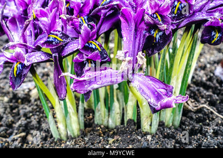 Iris reticulata 'George', dwarf iris stems and blossoms Stock Photo