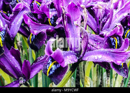 Iris reticulata 'George' flower rain drops Stock Photo