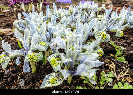 Iris reticulata ' Katharine Hodgkin ' spring flowers Stock Photo