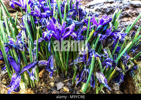 Iris reticulata 'Pixie', dwarf iris Stock Photo