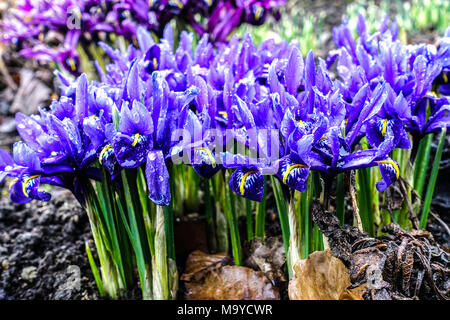 Iris reticulata 'Harmony'group of blue garden flowers Stock Photo